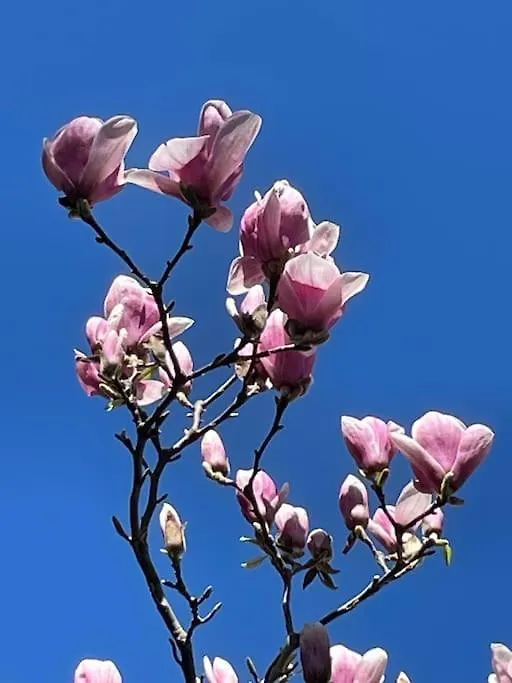 Appartamento “Le Magnolie” Imola 0*,
